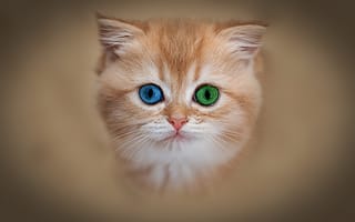 Картинка рыжик, разные глаза, котенок