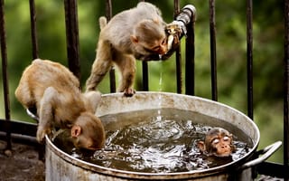 Картинка забор, обезьяны, купаются, кран, вода