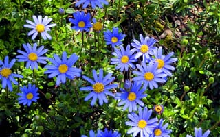 Картинка ромашки, цветы, голубой