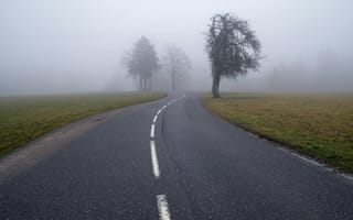 Обои дорога, туман, деревья