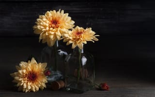 Картинка Хризантемы, цветок, букет