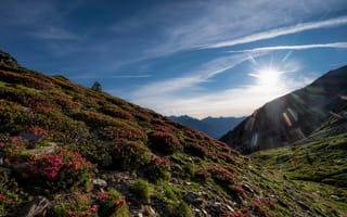 Картинка Горы, Солнце, Рододендрон, Природа, Pyrenees, Andorra, Небо