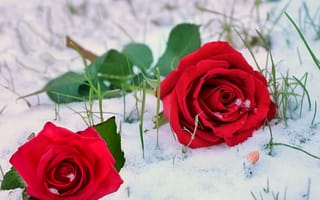 Картинка розы, зима, снег