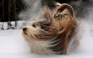 Картинка зима, прогулка, снег, собака