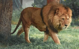 Обои Лев, хищник