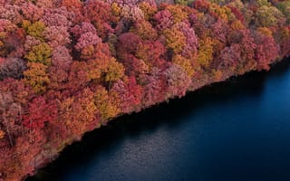 Картинка лес, осень, природа, деревья