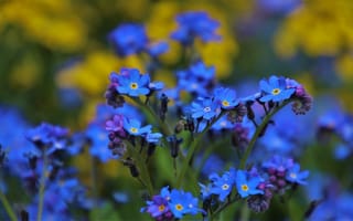 Обои незабудки, цветы, синие, голубые