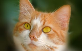 Картинка кошка, глаза, рыжая