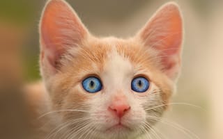Картинка котенок, глаза, малыш