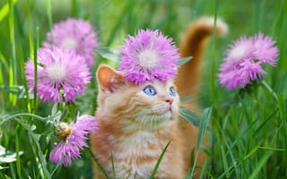 Картинка голубые глаза, котенок, Рыжий, трава