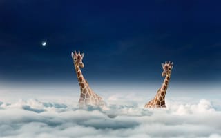 Картинка небо, облака, жирафы