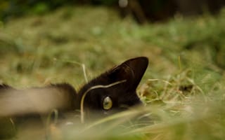 Картинка Черная кошка, black, кошка