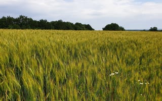 Картинка Пшеница, ромашки, поле