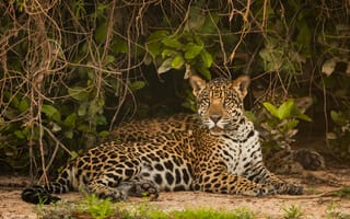 Картинка Jaguar, Predator, Big Cats, Lying Down, Forest