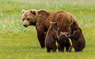 Картинка природа, медведи, хищники, медвежата, семья, медведица, животные, трава