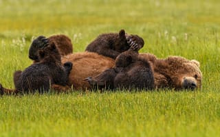 Картинка природа, медведи, семья, медведица, хищники, трава, медвежата, животные