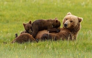 Картинка природа, трава, хищники, медвежата, медведица, семья, животные, медведи