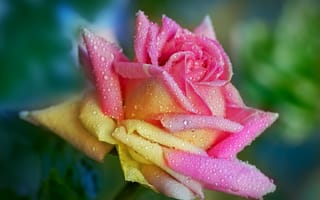 Картинка роза, роса