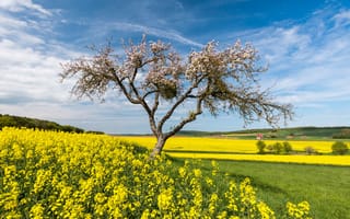 Картинка Германия, Весна, Природа, деревья, Рапс, Hessen, Поле, Небо