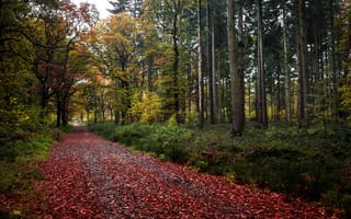 Картинка лес, дорога, краски, листья
