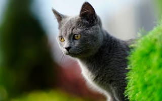 Картинка кот, серый, британец
