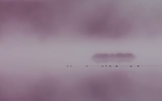 Обои озеро, птицы, туман
