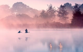 Картинка озеро, утро, лебеди, туман