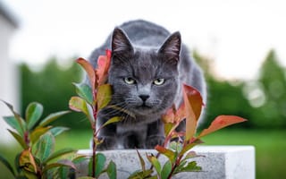 Картинка кот, листья