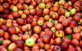 Картинка яблоки, урожай