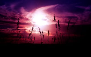 Картинка трава, силуэты, небо, закат