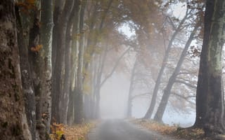 Обои дорога, деревья, туман, утро
