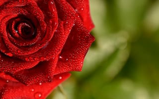 Картинка роза, роса, капля, katya-guseva