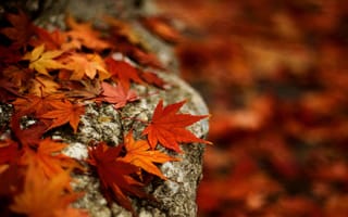 Обои клён, осень, листья