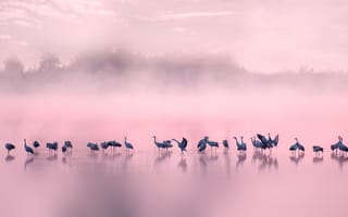 Картинка утро, туман, птицы, озеро