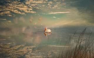 Картинка пеликаны, туман, озеро
