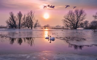Картинка лебеди, лёд, осень, озеро