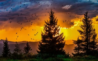 Картинка деревья, небо, птицы, ретушь, силуэты, закат