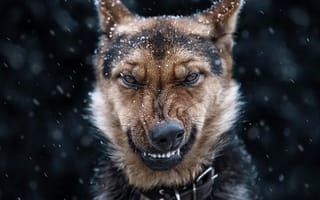 Картинка снег, собака, злая, оскал