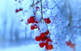 Картинка изморозь, декабрь, ягоды