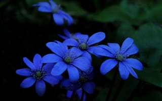 Картинка цветы, лепестки, синий