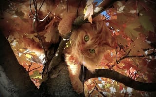 Картинка природа, кот, дерево, ветки, осень, листья, животное, клён