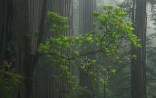 Обои лес, деревья, цветы, туман, природа