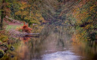 Картинка Англия, Деревья, Природа, Осень, Devon