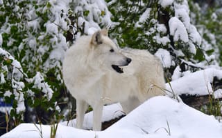Картинка белый, волк, снег, хищник