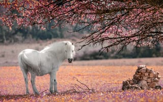 Картинка природа, животное, лошадь, цветение, дерево