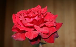 Картинка красная роза, капли, лепестки