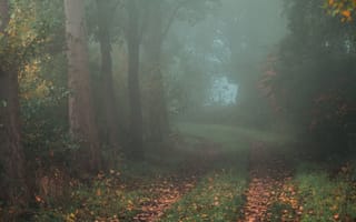 Обои лес, осень, тропа, туман