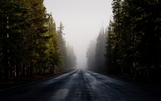 Картинка дорога, асфальт, деревья, туман, лес