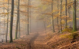 Картинка Германия, Утро, Туман, Осень, Лес, Природа, Листья, Rheinland-Pfalz