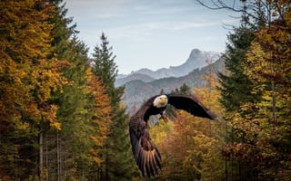Картинка орел, фотошоп, осень, лес